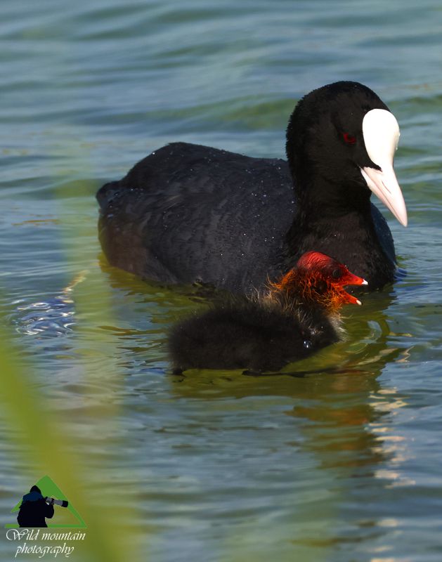 Τα πουλιά του Δύστου: Φαλαρίδα (Fulica atra) Νότια Εύβοια topoguide
