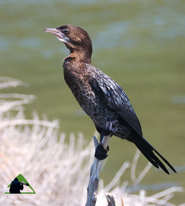 Τα πουλιά του Δύστου: Λαγγόνα (Phalacrocorax pygmaeus) Νότια Εύβοια topoguide