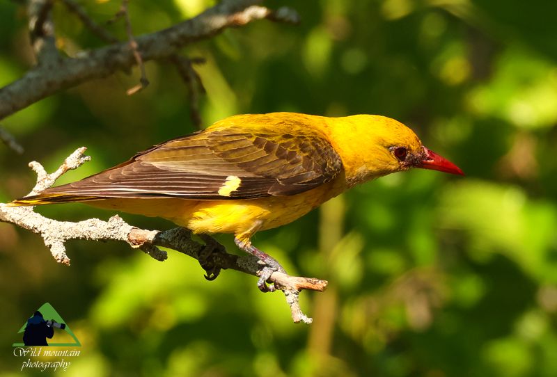 Τα πουλιά του Δύστου: Συκοφάγος (Oriolus Oriolus) Νότια Εύβοια topoguide