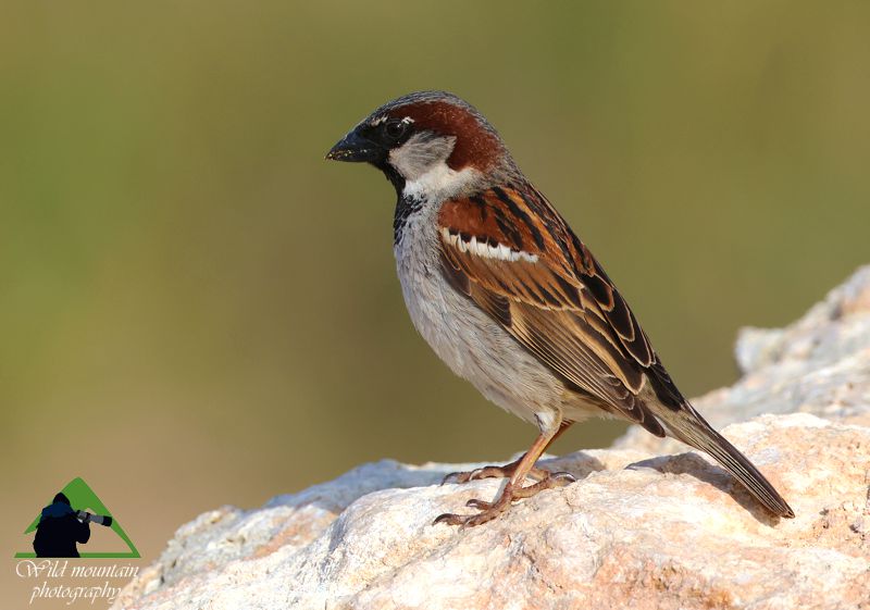 Τα πουλιά του Δύστου: Σπιτοσπουργίτης (Passer domesticus) Νότια Εύβοια topoguide
