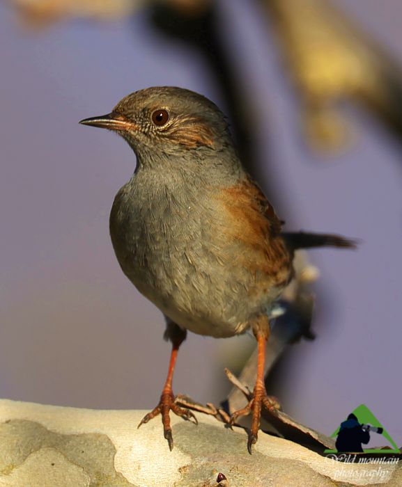 Τα πουλιά του Δύστου: Θαμνοψάλτης (Prunella modularis) Νότια Εύβοια topoguide