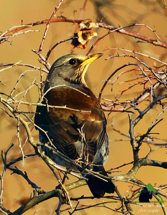 Τα πουλιά του Δύστου: Κεδρότσιχλα (Turdus pilaris) Νότια Εύβοια topoguide