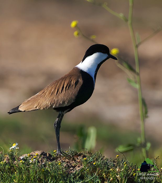 Τα πουλιά του Δύστου: Αγκαθοκαλημάνα (Vanellus spinosus) Νότια Εύβοια topoguide