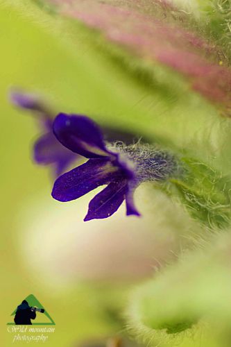 Το Φαράγγι του Δημοσάρη: Ajuga orientalis Νότια Εύβοια topoguide