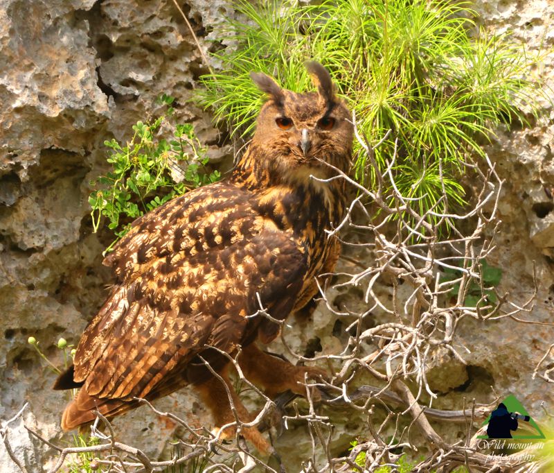 Το Φαράγγι του Δημοσάρη: Ο Μπούφος (Bubo bubo) Νότια Εύβοια topoguide