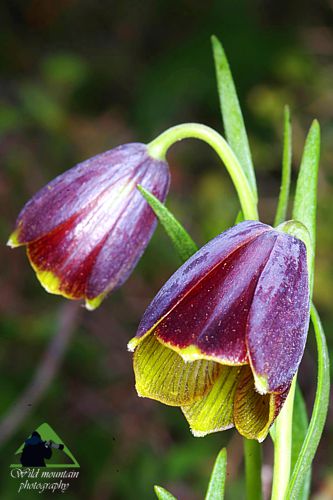 Το Φαράγγι του Δημοσάρη: Fritillaria erhartii Νότια Εύβοια topoguide