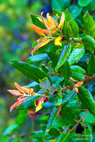 Το Φαράγγι του Δημοσάρη: Αριά (Quercus ilex) Νότια Εύβοια topoguide