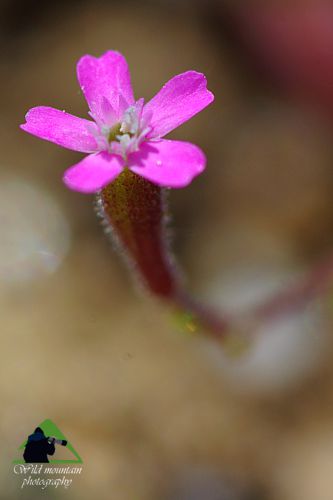 Το Φαράγγι του Δημοσάρη: Silene pentelica Νότια Εύβοια topoguide