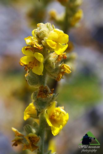 Το Φαράγγι του Δημοσάρη: Verbascum delphicum Νότια Εύβοια topoguide