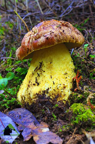Το Φαράγγι του Δημοσάρη: Suilus sp. Νότια Εύβοια topoguide