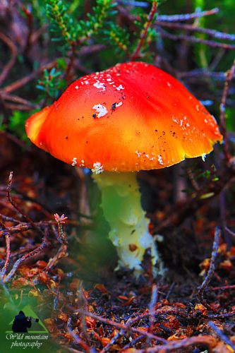 Το Φαράγγι του Δημοσάρη: Amanita muscaria Νότια Εύβοια topoguide
