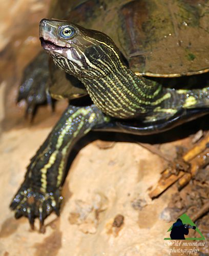 Το Κάβο ντ' Όρο: Γραμμωτή Νεροχελώνα (Mauremys rivulata) Νότια Εύβοια topoguide
