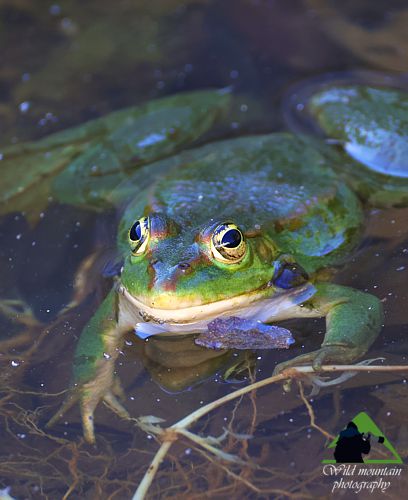 Το Κάβο ντ' Όρο: Ελληνικός Βαλτοβάτραχος (Pelophylax kurtmuelleri) Νότια Εύβοια topoguide