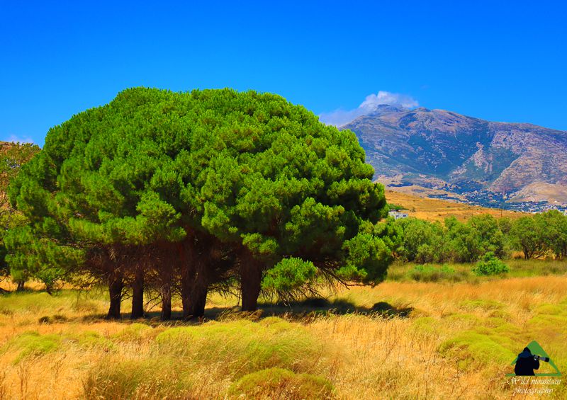 Βλάστηση της Νότιας Εύβοιας: Κουκουναριές (Pinus pinea) στην παραλιακή ζώνη της Καρύστου Νότια Εύβοια topoguide