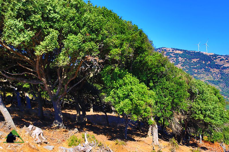 Βλάστηση της Νότιας Εύβοιας: Αριές απέναντι στην κορυφή Περιστέρι, κεντρικό τμήμα της Νότιας Εύβοιας Νότια Εύβοια topoguide
