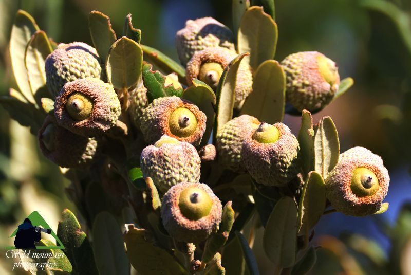 Βλάστηση της Νότιας Εύβοιας: Τα χαρακτηριστικά, μικρόσωμα, βελανίδια της Αριάς Νότια Εύβοια topoguide