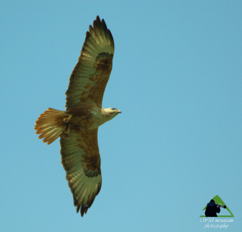 Τα φαράγγια της Εύβοιας: Αετογερακίνα (Buteo rufinus) Νότια Εύβοια topoguide