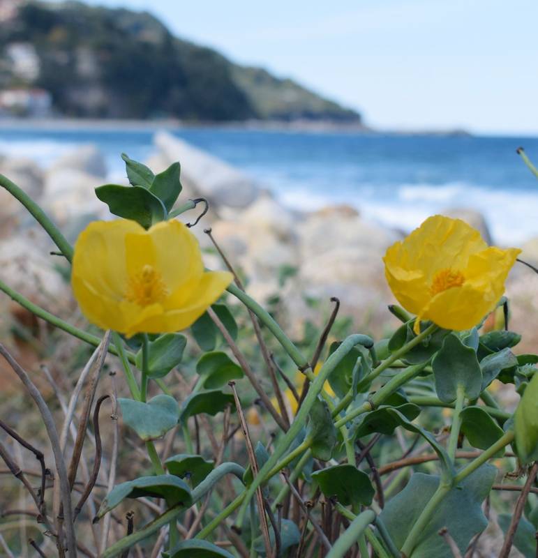 Κεντρικό Πήλιο topoguide: Glaucium flavum