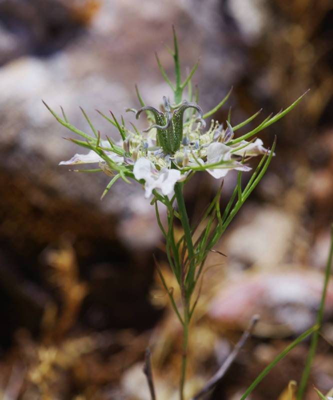 Κεντρικό Πήλιο topoguide: Nigella arvensis