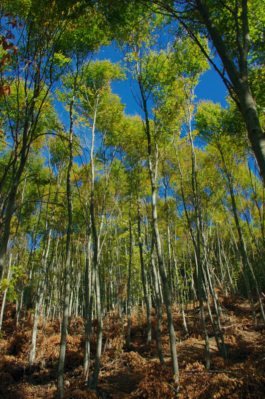 Central Pelion topoguide