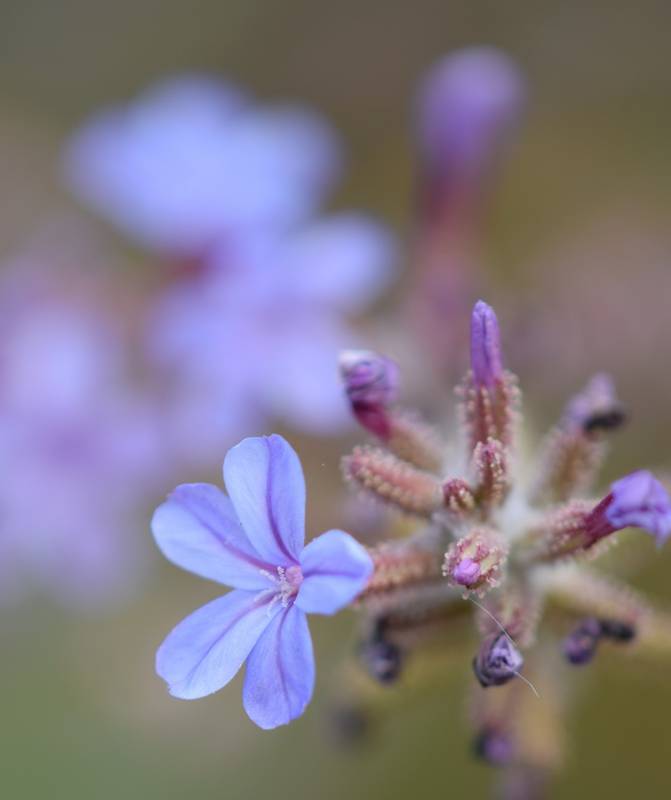 Κεντρικό Πήλιο topoguide: Plumbago europaea