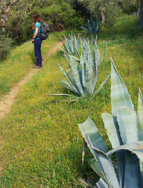 Long Pelion Trail: Κοντά στην Καλογριά