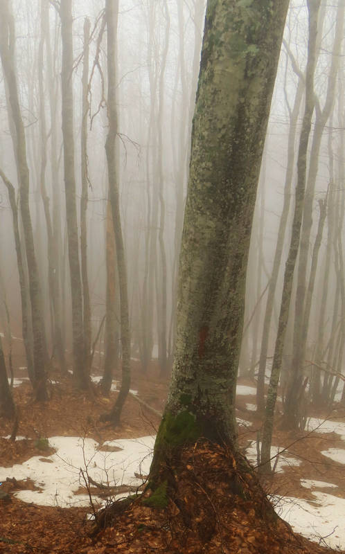 Long Pelion Trail: Στα δάση οξιάς του Γολγοθά