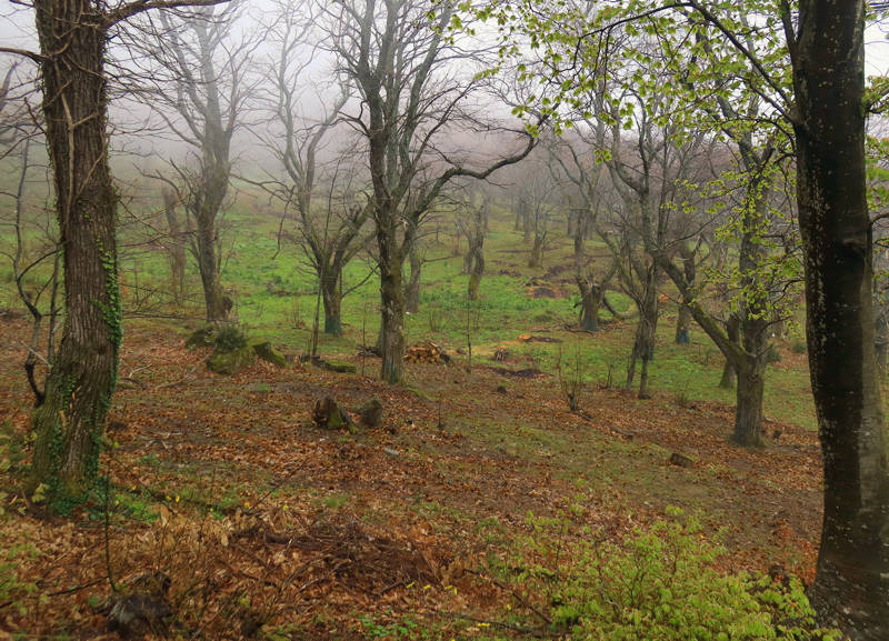 Long Pelion Trail: Παλιά κτήματα με καστανιές πάνω από το Μούρεσι