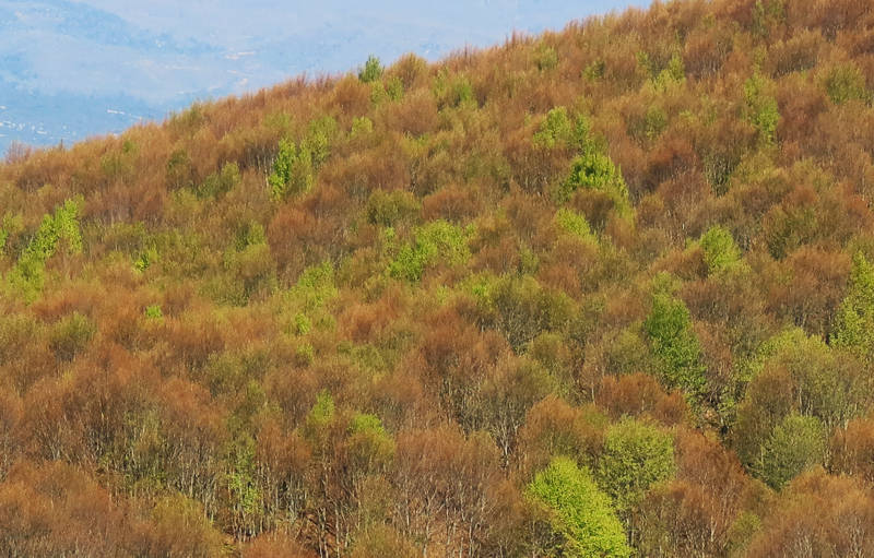 Long Pelion Trail: Οι οξιές την άνοιξη