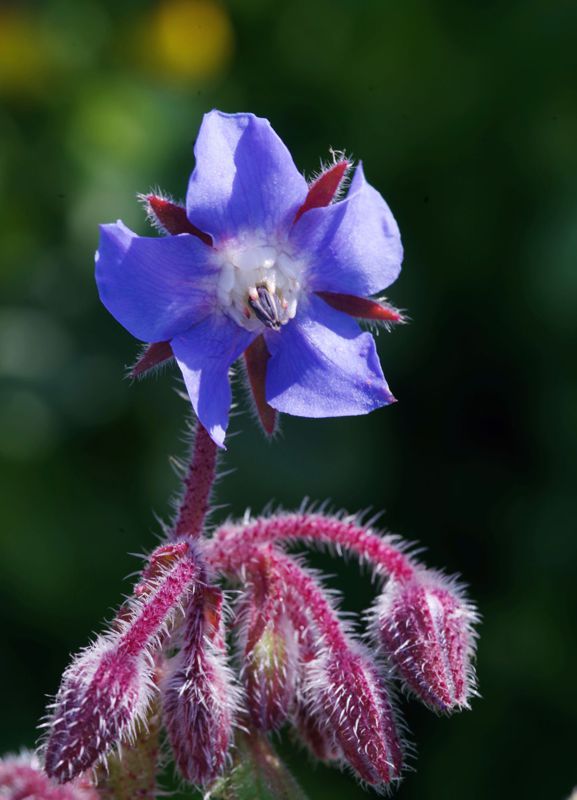 North Pelion topoguide: Borago officinalis