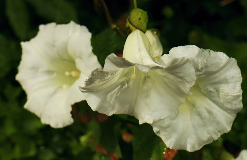 North Pelion topoguide: Calystegia silvatica