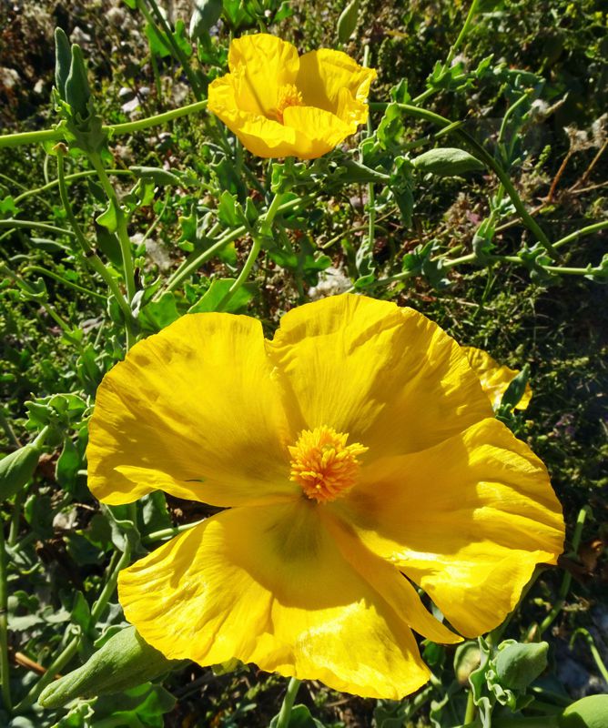 North Pelion topoguide: Glaucium flavum