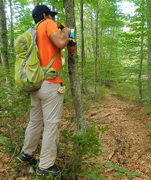 Long Pelion Trail