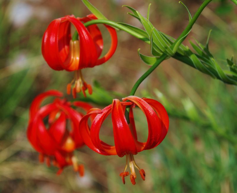 North Pelion topoguide: Lilium chalchedonicum