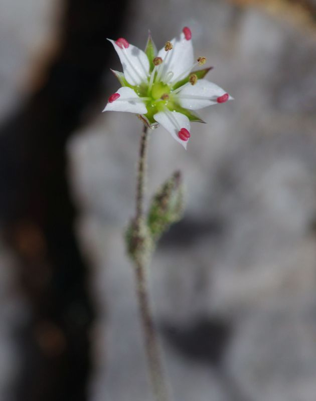 North Pelion topoguide: Minuartia attica