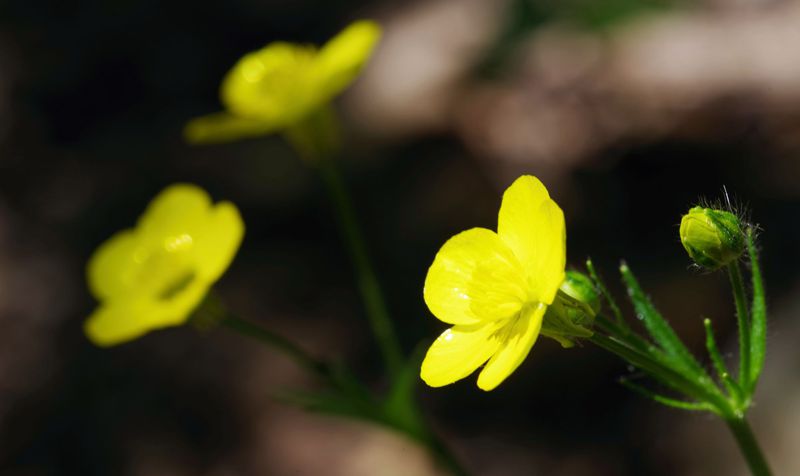 North Pelion topoguide: Ranunculus rumelicus