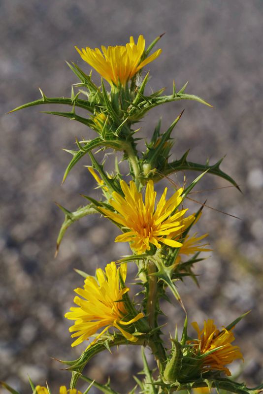 North Pelion topoguide: Scolymus hispanicus