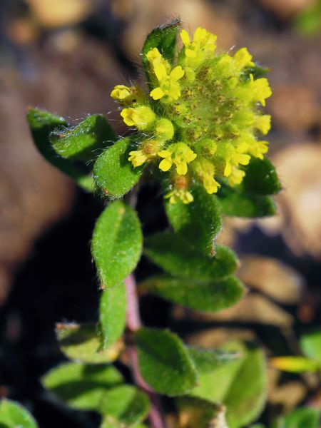 Flora of South Pelion