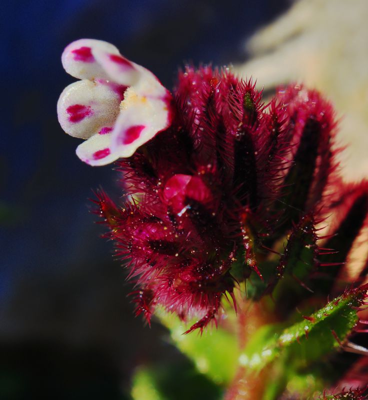 Flora of South Pelion