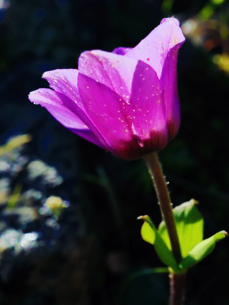 Anemone coronaria Χλωρίδα του Νοτίου Πηλίου