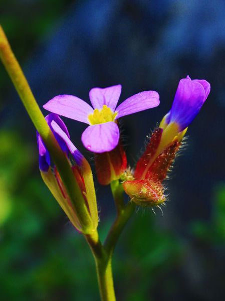 Flora of South Pelion