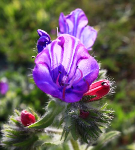 Echium plantagineum Χλωρίδα του Νοτίου Πηλίου