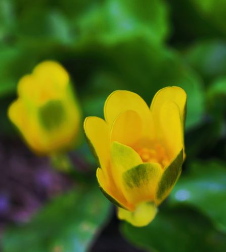 Flora of South Pelion