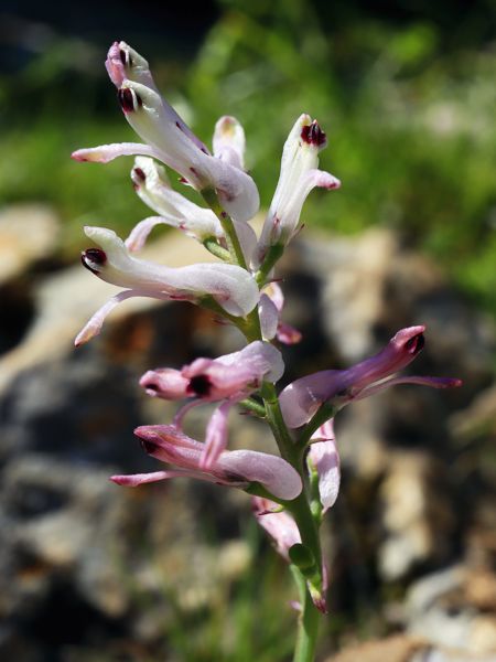 Flora of South Pelion