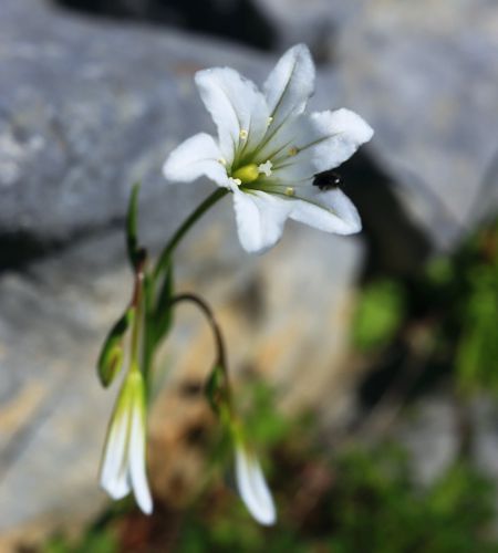 Flora of South Pelion