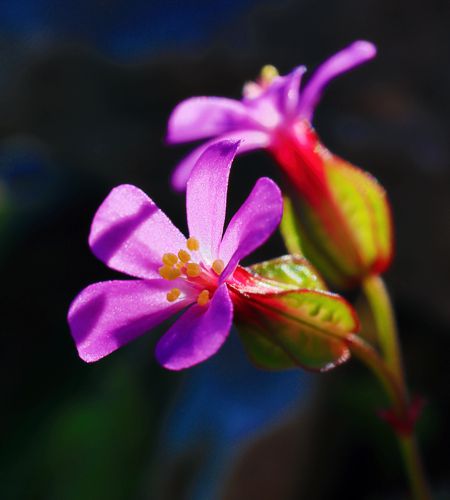 Flora of South Pelion