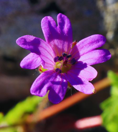 Flora of South Pelion