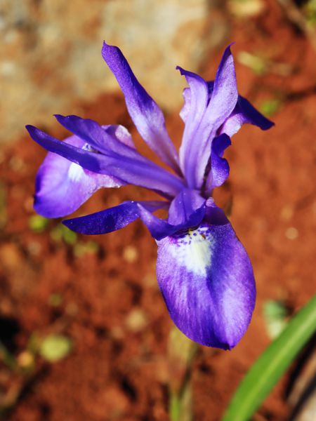 Flora of South Pelion