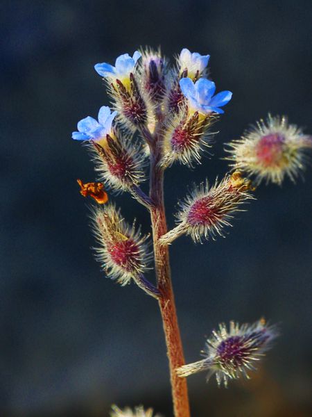 Flora of South Pelion