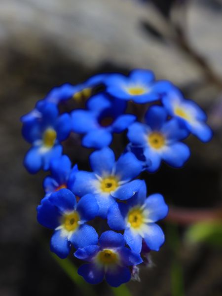 Flora of South Pelion